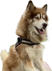 Mika, der Husky, auf einem Podest