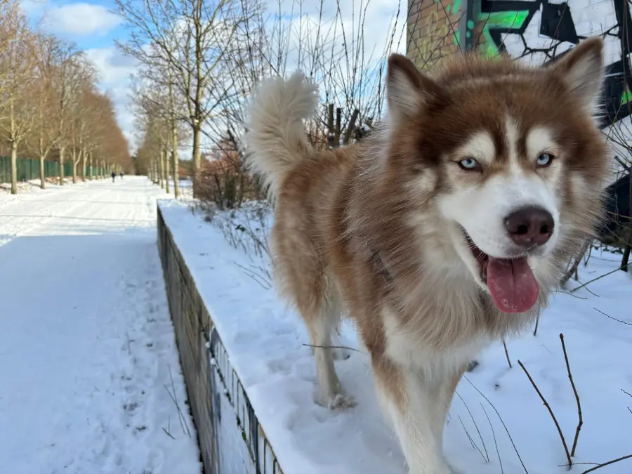 Mika standing on a snowy wall with his tongue out, graffiti behind him