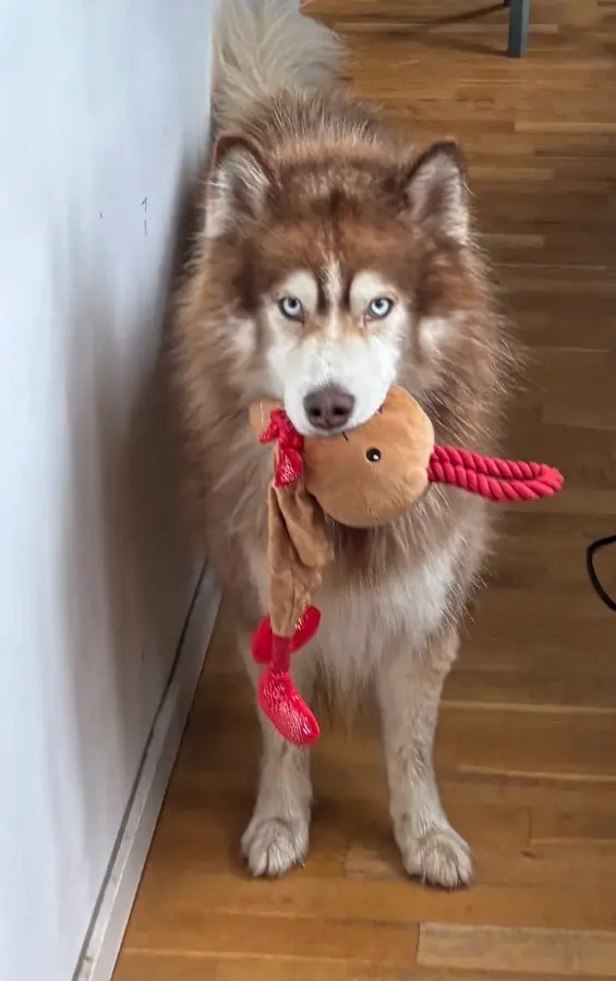 Mika standing by a white wall with a plush toy with red rope legs in his mouth