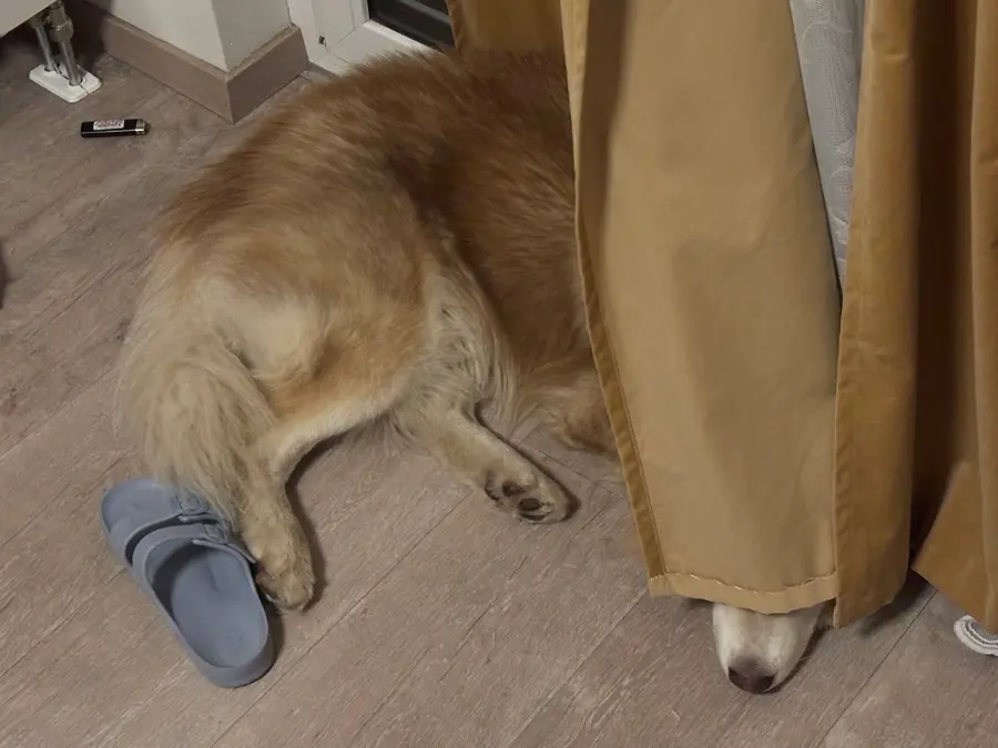 Mika lying on the floor with his head under a curtain, only his nose showing