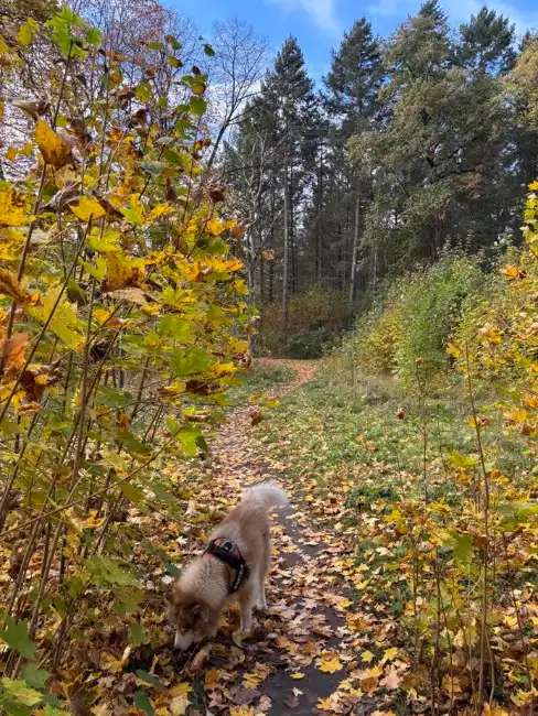 Mika with his nose in the leaves beside a forest path in autumn