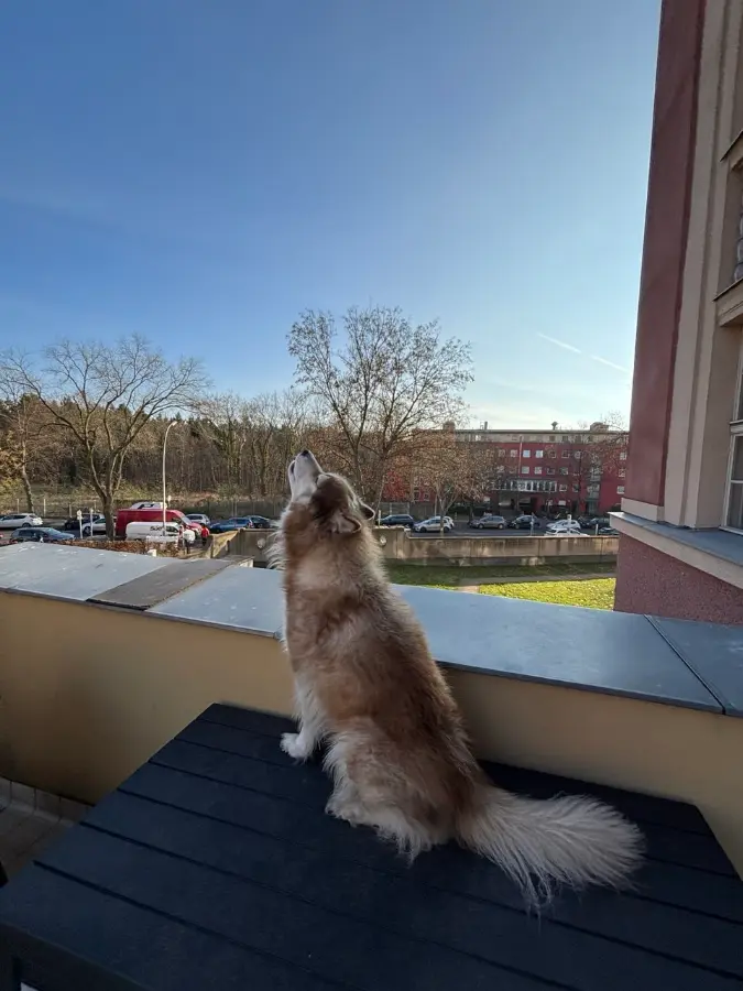Mika sitting on the terrace with his muzzle raised, howling at a clear sky