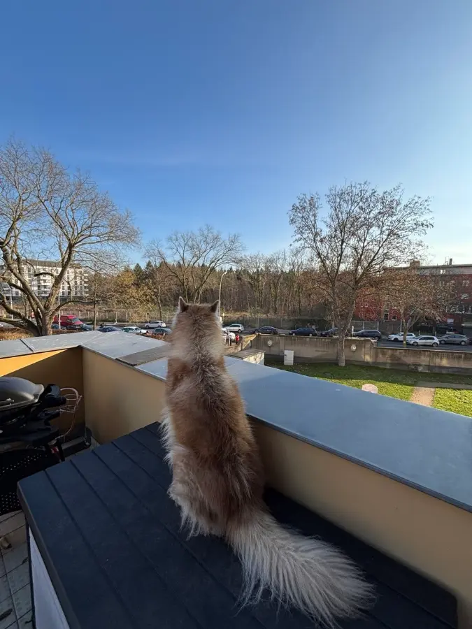 Mika on the terrace, seen from behind, looking over the wall at the street
