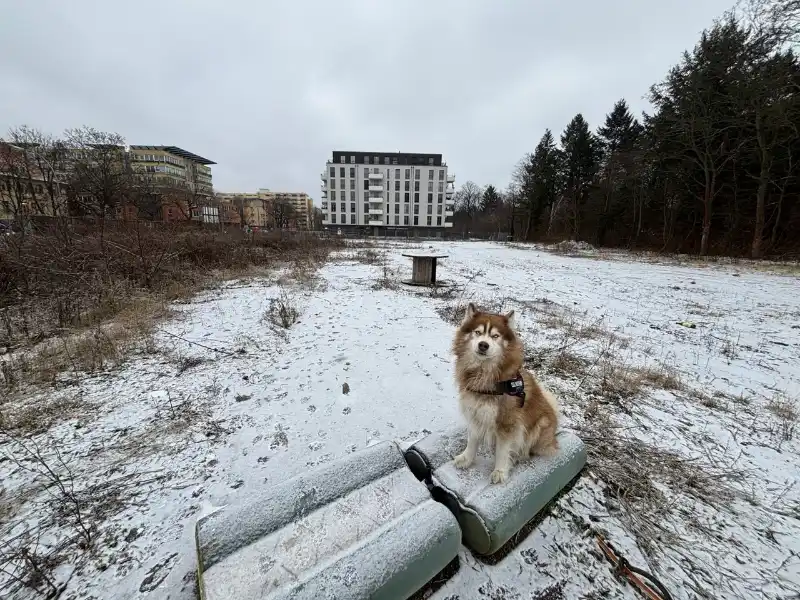 Mika sitting on thrown-out cushions in a snowy field, buildings behind him