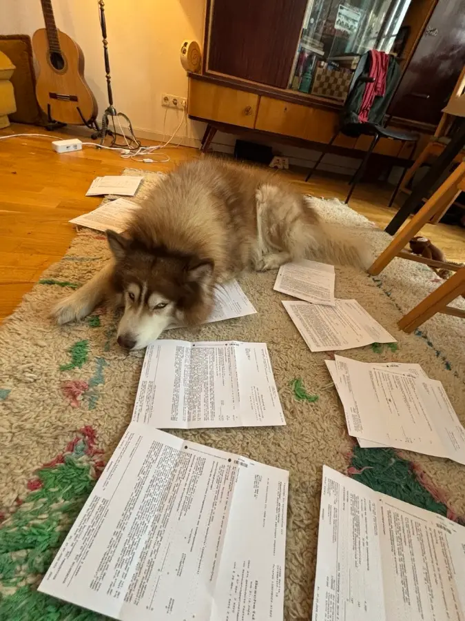 Mika lying on a rug among scattered papers, a guitar in the background